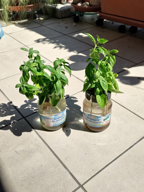 Jam Jar Hydroponic Planter (2)