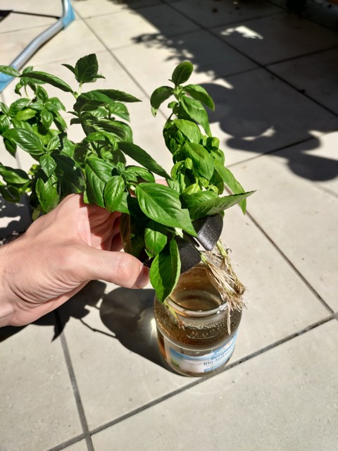 Jam Jar Hydroponic Planter (5)